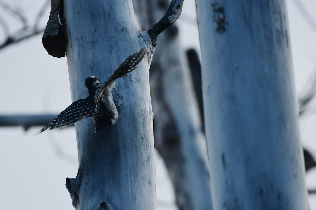 Hairy Woodpecker - ML606465551