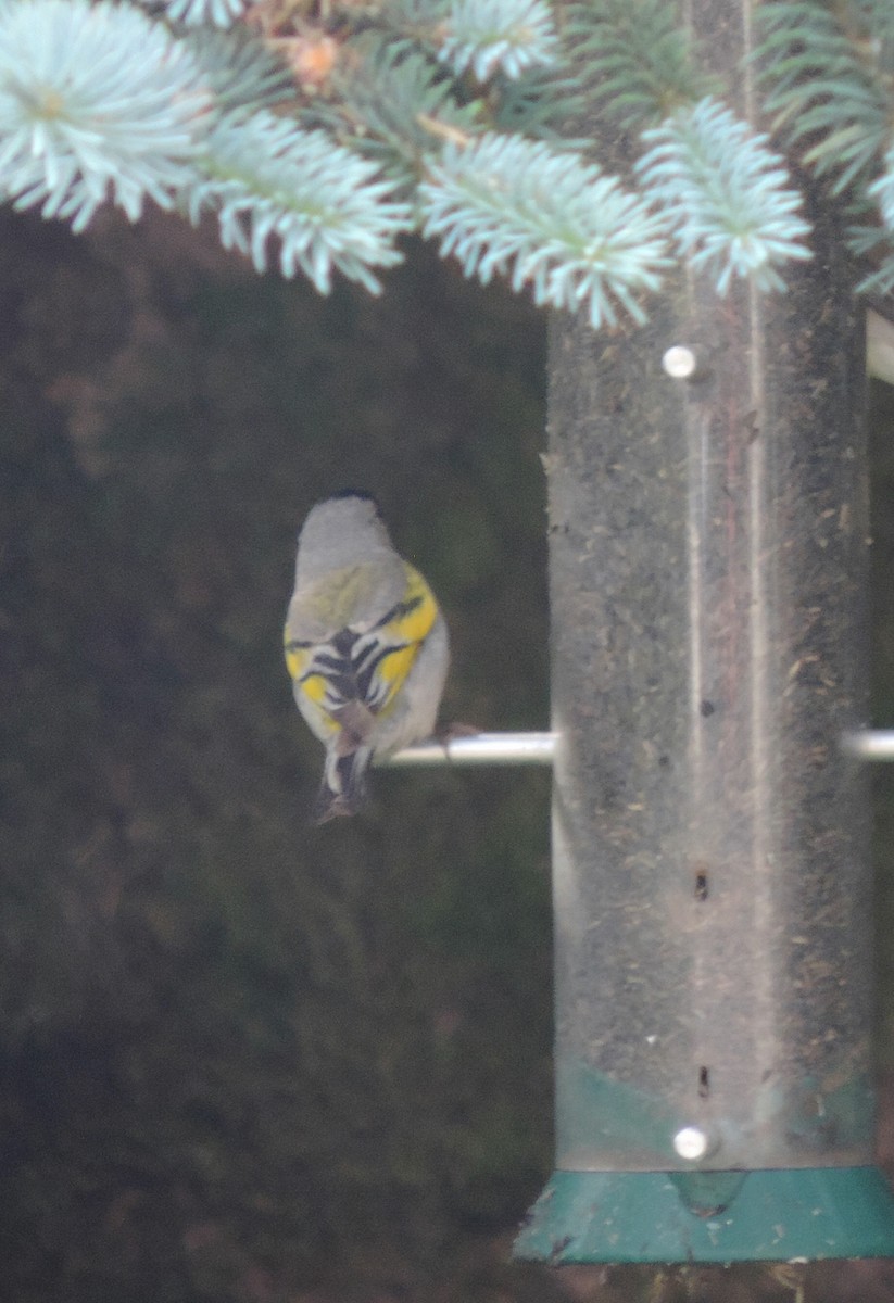 Lawrence's Goldfinch - ML60646581