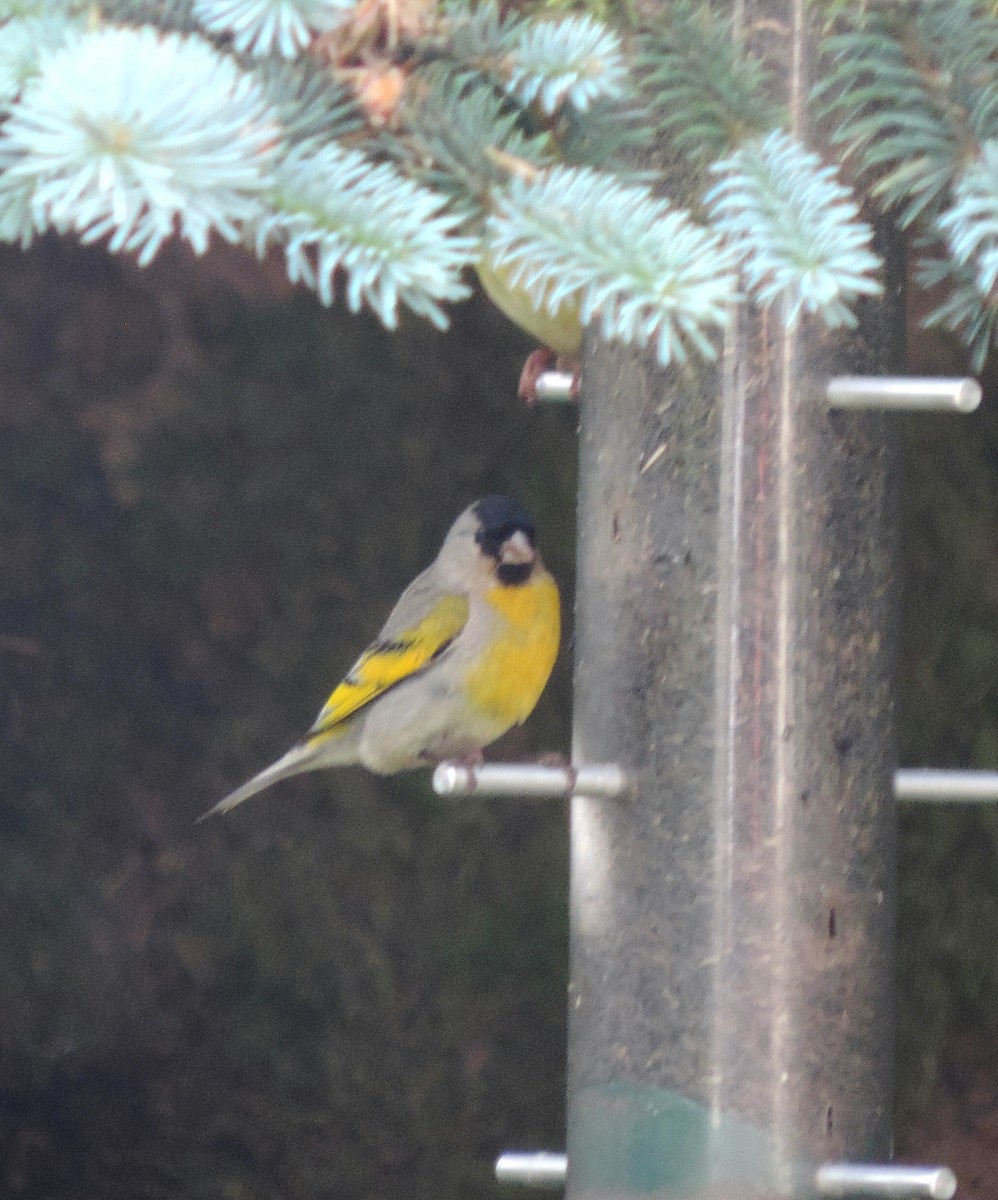 Lawrence's Goldfinch - ML60646611
