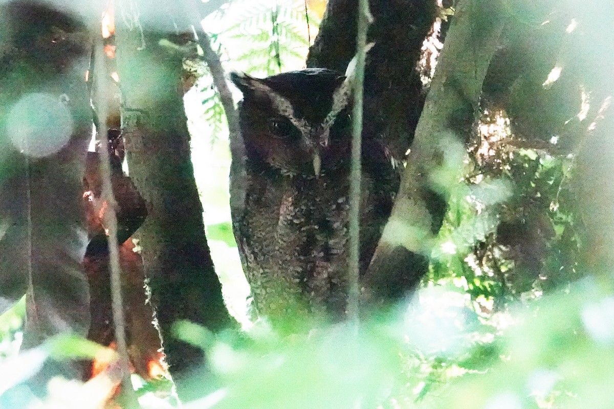 Rajah Scops-Owl (Sumatran) - ML606466511