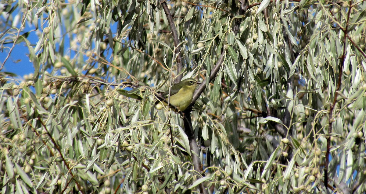 Black-throated Blue Warbler - ML606467011