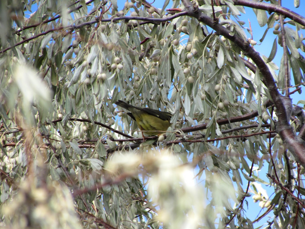 Black-throated Blue Warbler - ML606467031