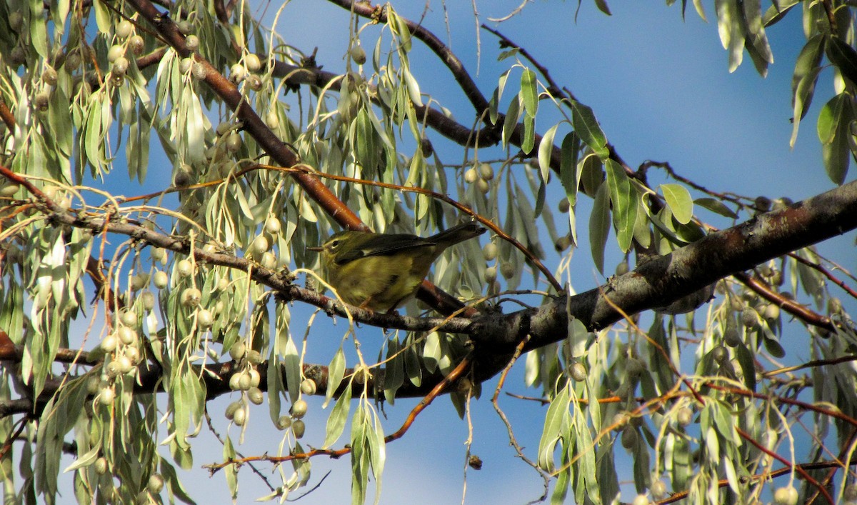 Black-throated Blue Warbler - ML606467041