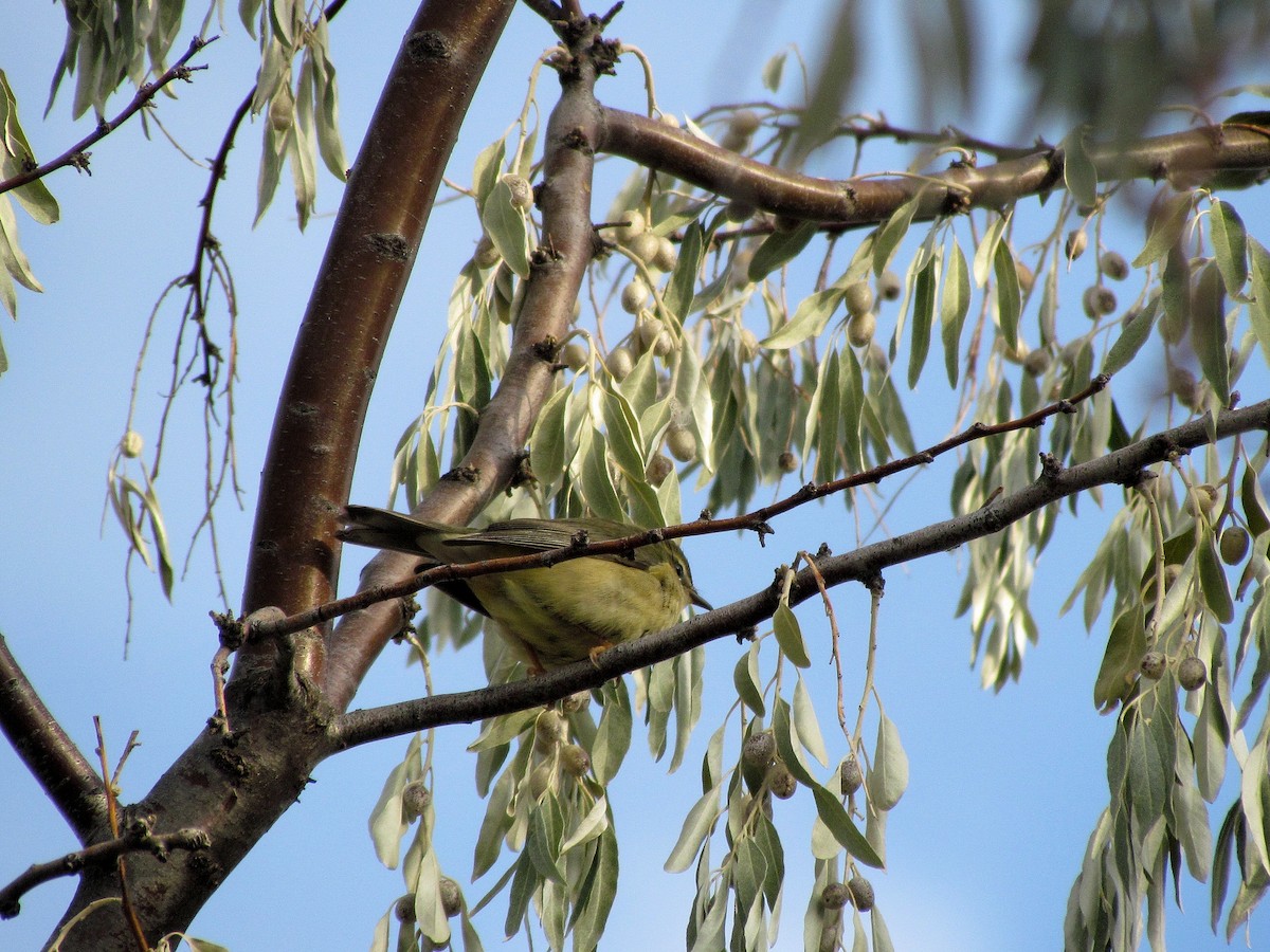 Black-throated Blue Warbler - ML606467061