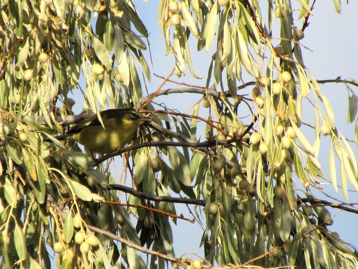 Black-throated Blue Warbler - ML606467071