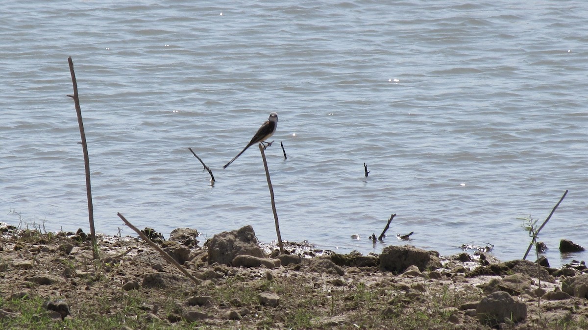 Scissor-tailed Flycatcher - ML606467831