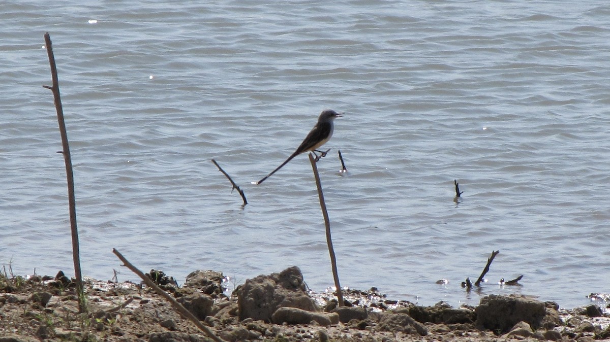 Scissor-tailed Flycatcher - ML606467861