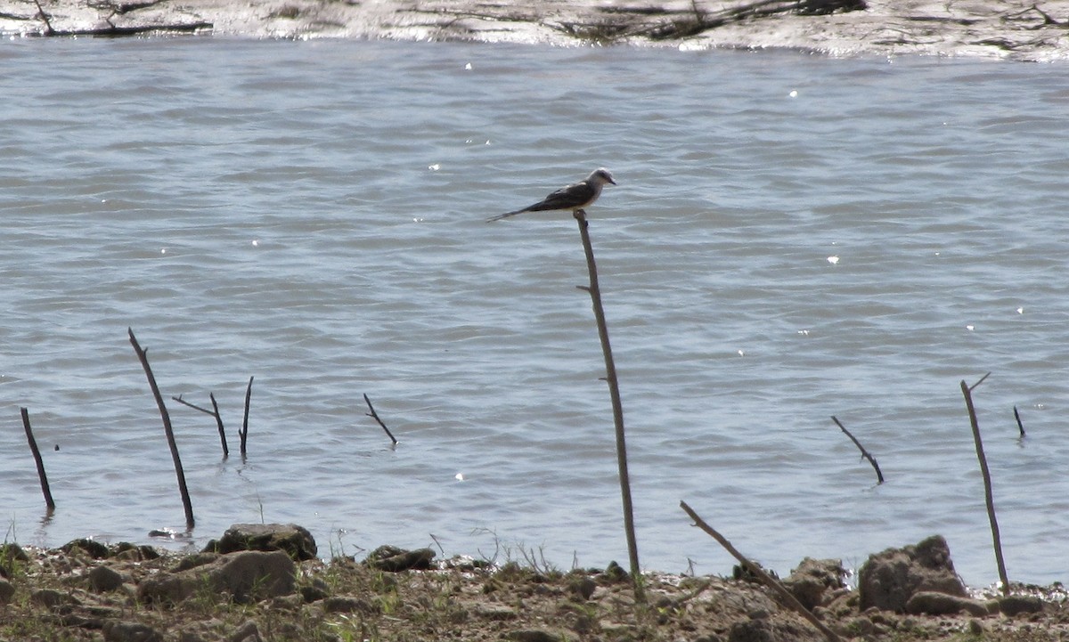 Scissor-tailed Flycatcher - ML606467951