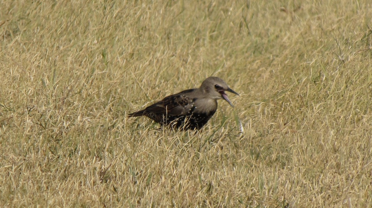 European Starling - ML606468001