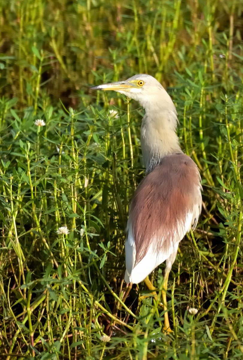 Indian Pond-Heron - Rajesh Gopalan