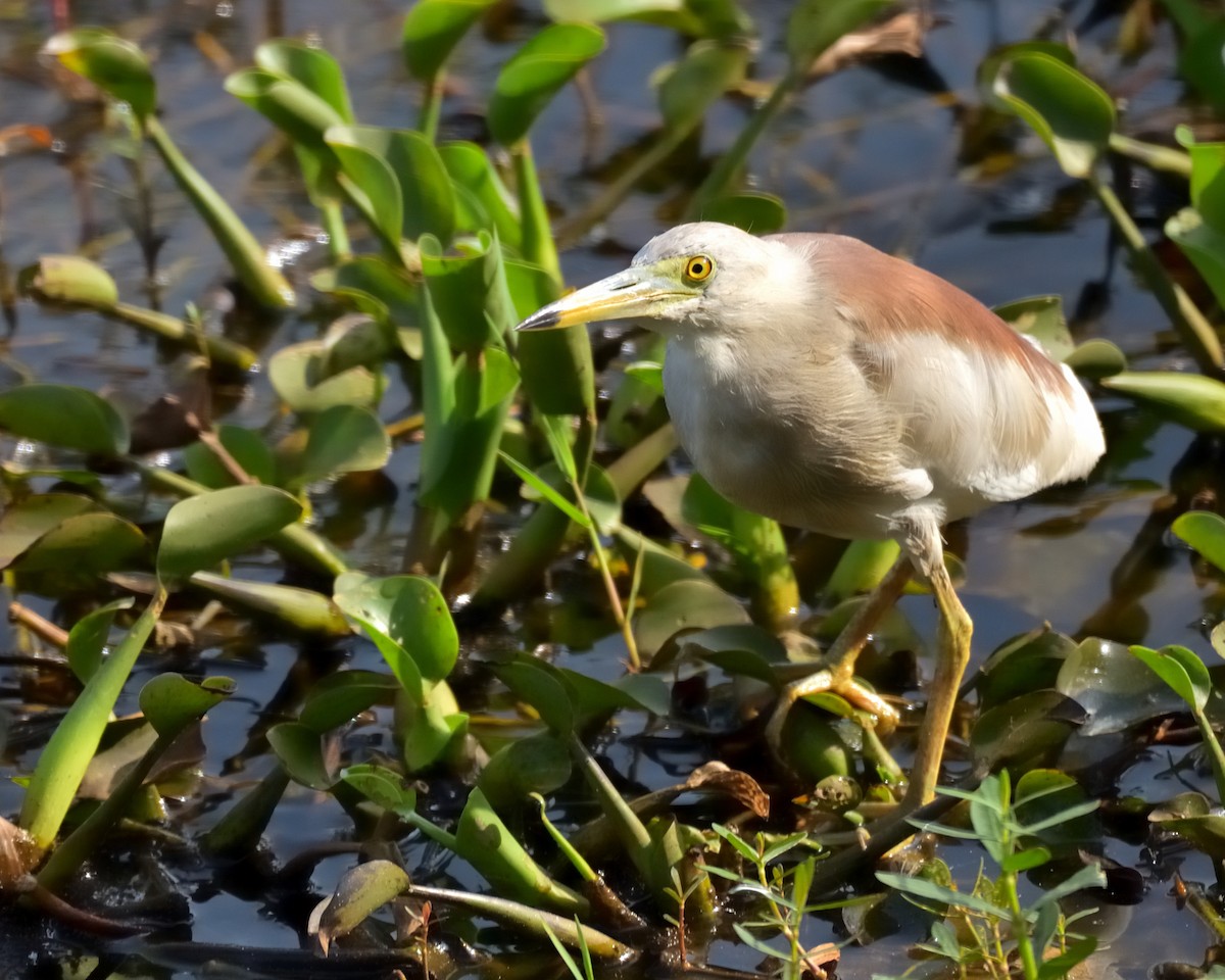 Indian Pond-Heron - ML606468211