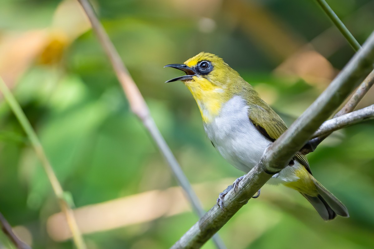 Black-ringed White-eye - ML606468231