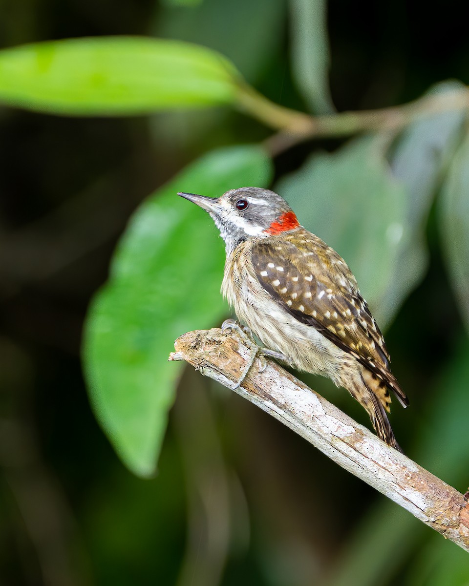 Sulawesi Pygmy Woodpecker - Boas Emmanuel