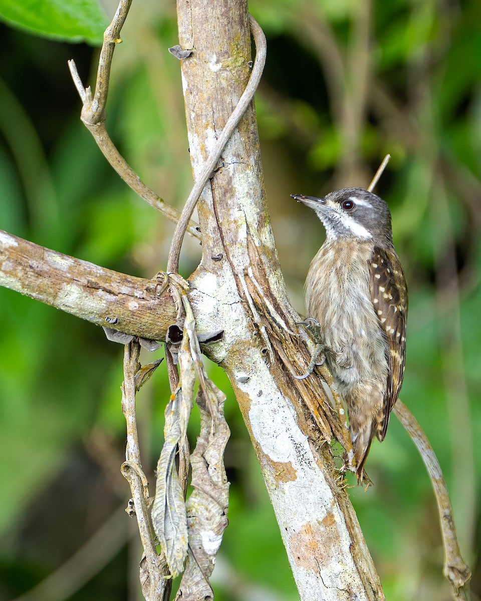 Sulawesi Pygmy Woodpecker - Boas Emmanuel