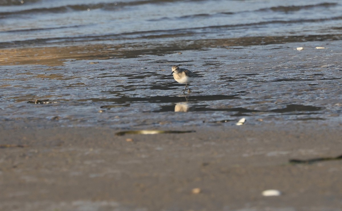 Baird's Sandpiper - ML606469001