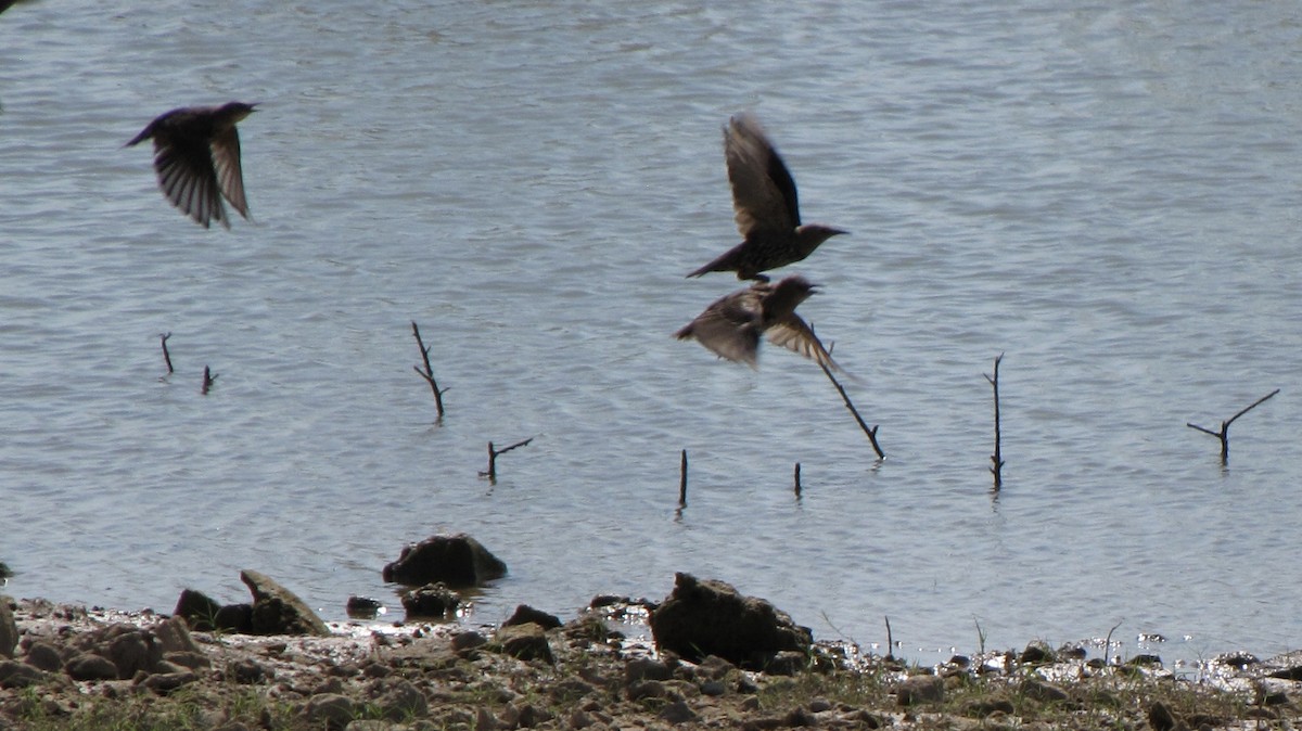 European Starling - ML606469051