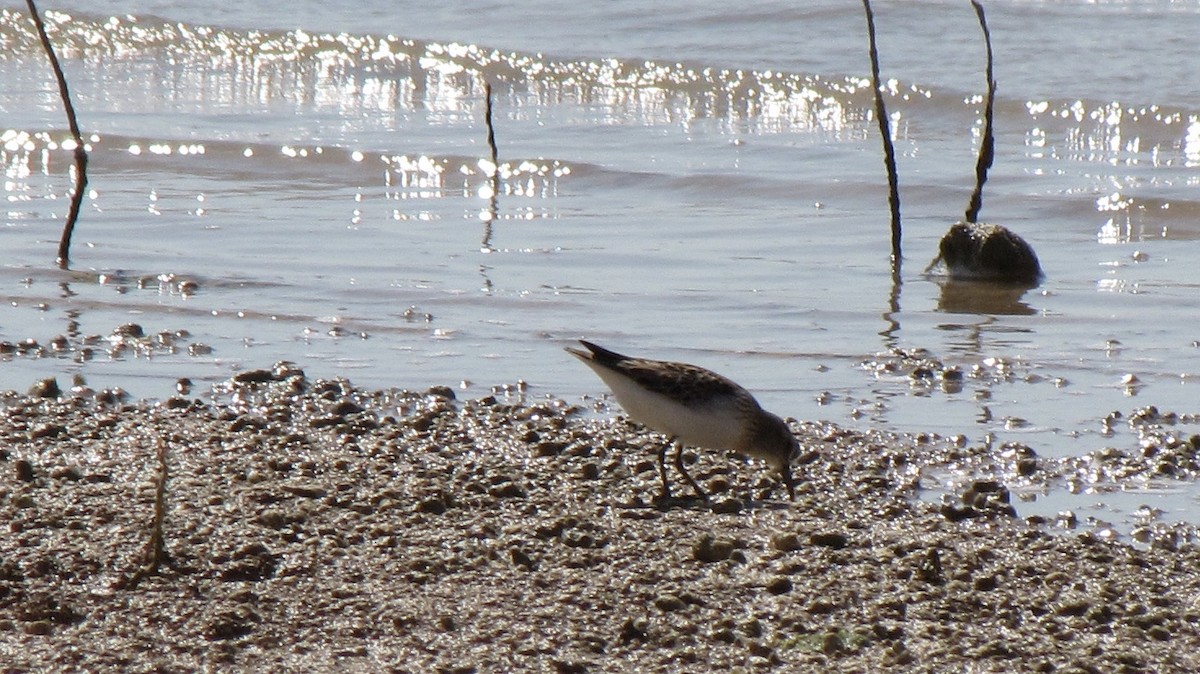 Pectoral Sandpiper - Sheila Sawyer