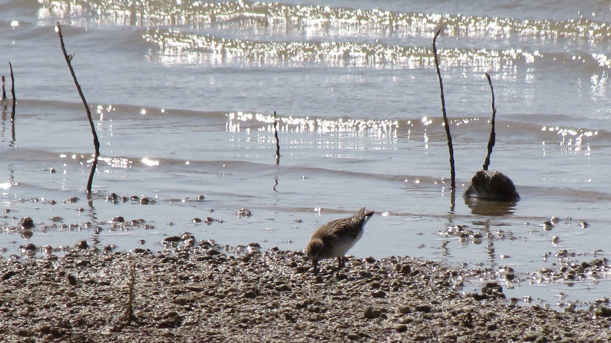 Pectoral Sandpiper - Sheila Sawyer