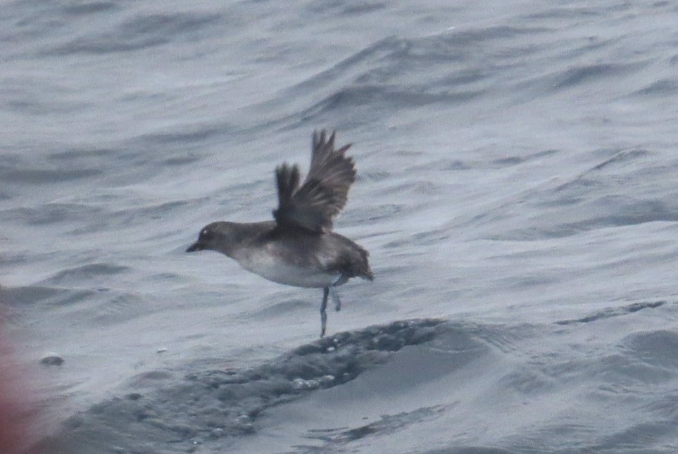 Cassin's Auklet - ML606470721