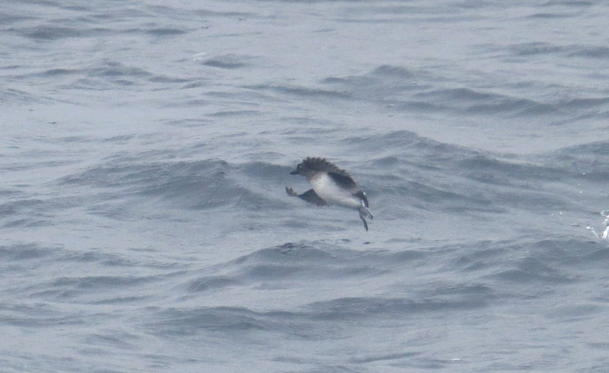 Cassin's Auklet - ML606470741