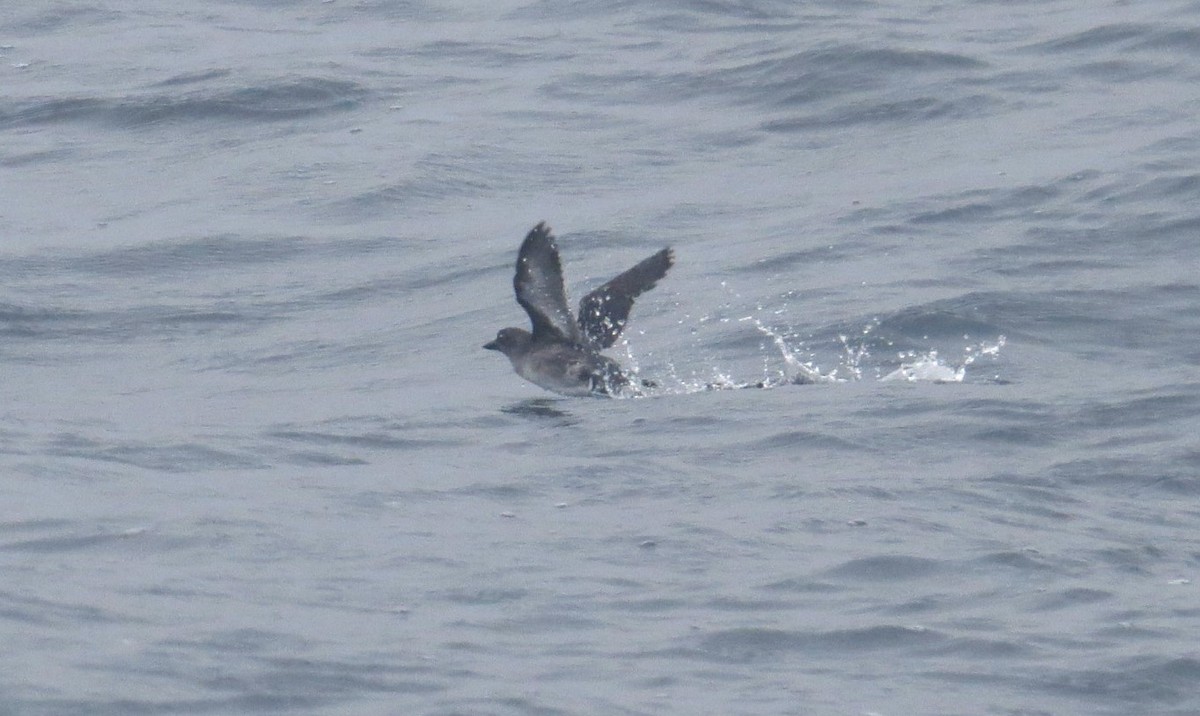 Cassin's Auklet - ML606470751