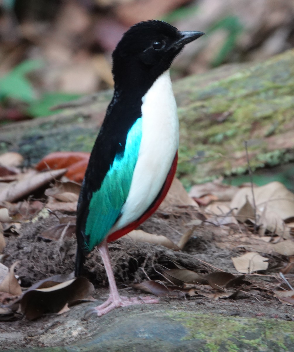 Ivory-breasted Pitta - ML606470831