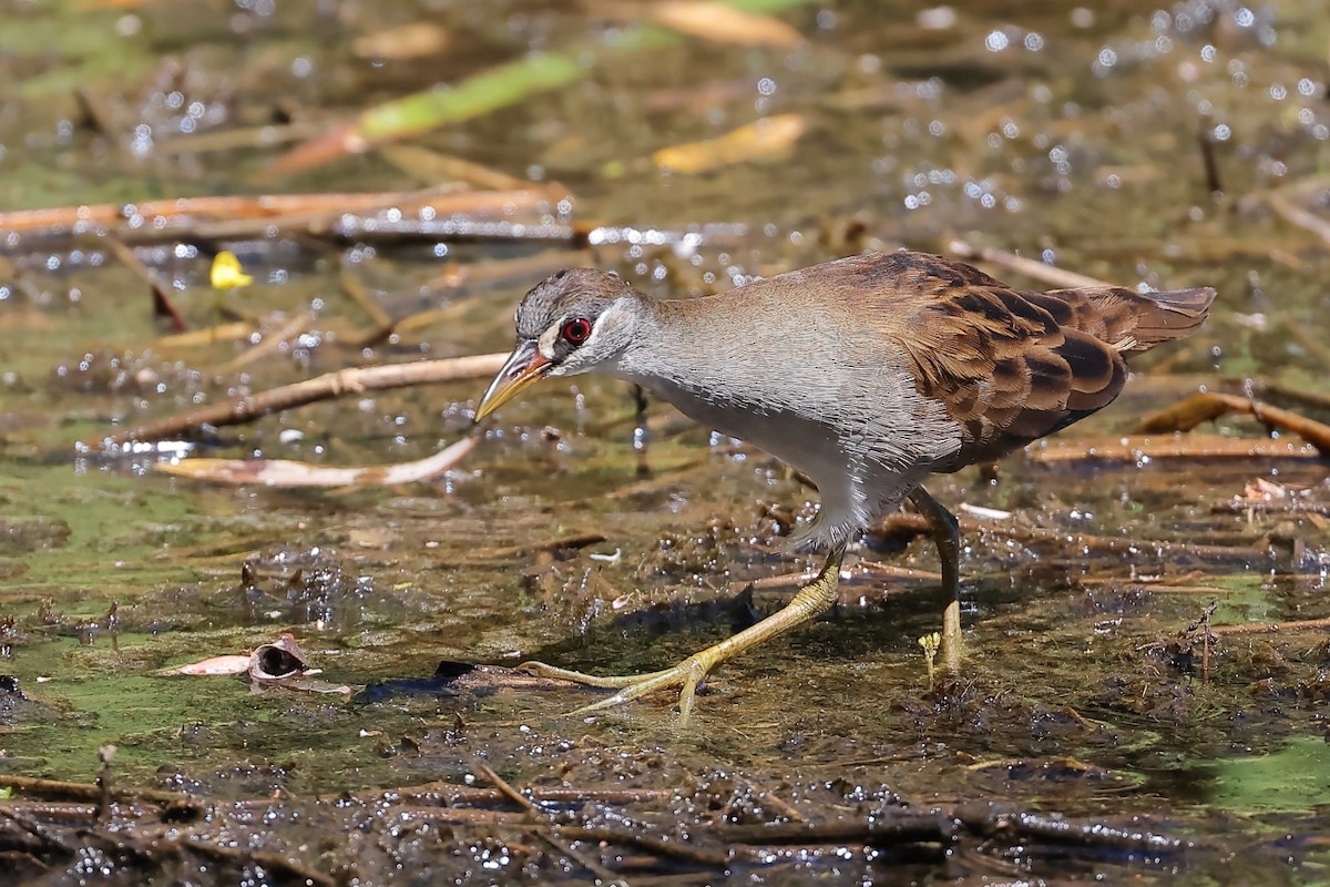 White-browed Crake - Tony Ashton