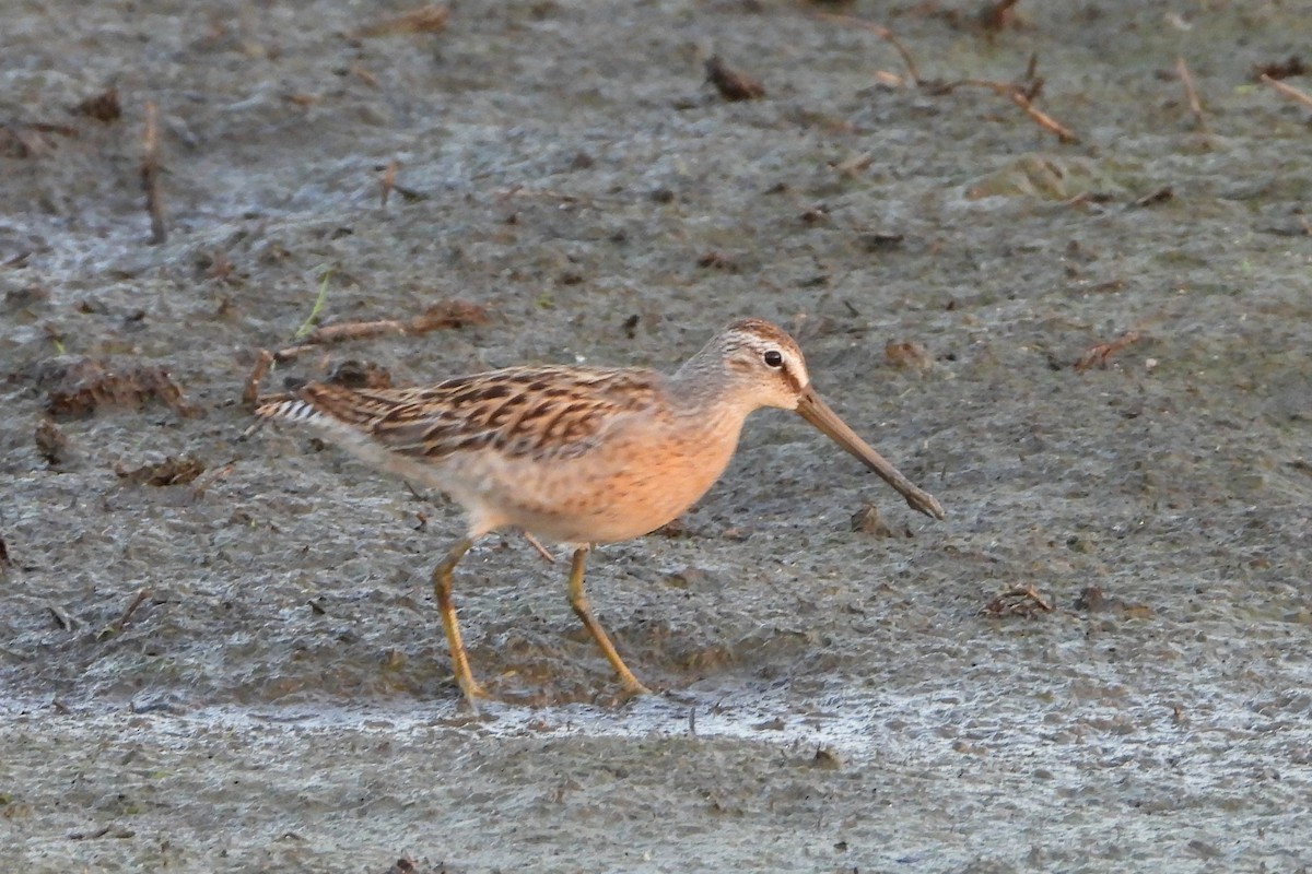 Short-billed Dowitcher - ML606472321