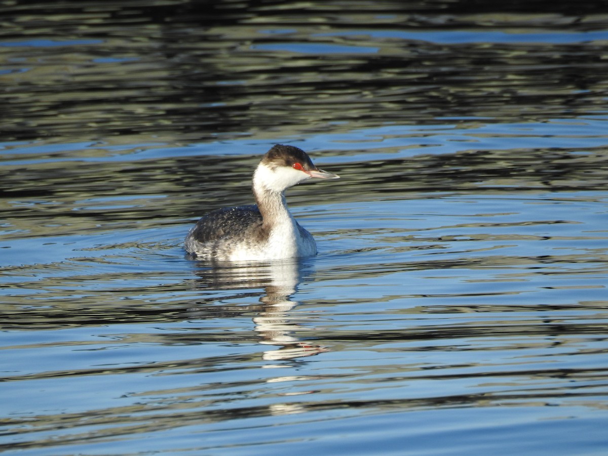 Horned Grebe - ML60647241