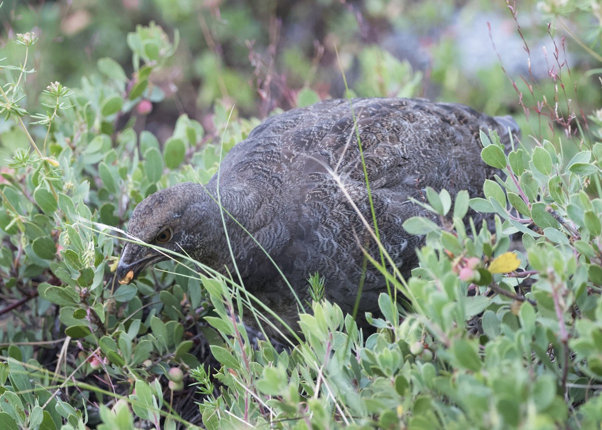 Sooty Grouse - ML606472891