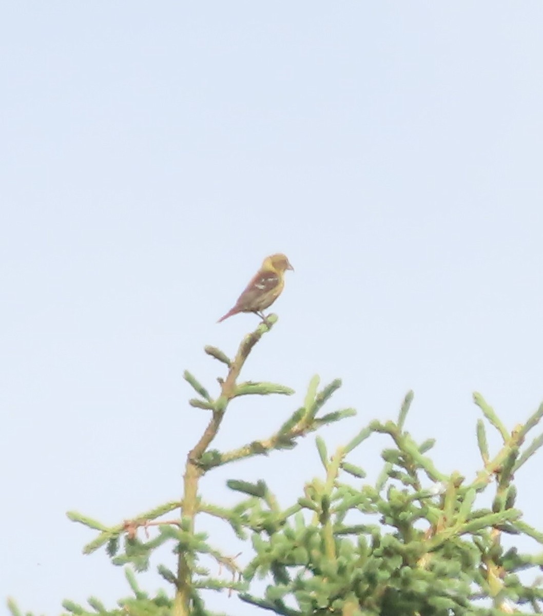 White-winged Crossbill - Laura Burke