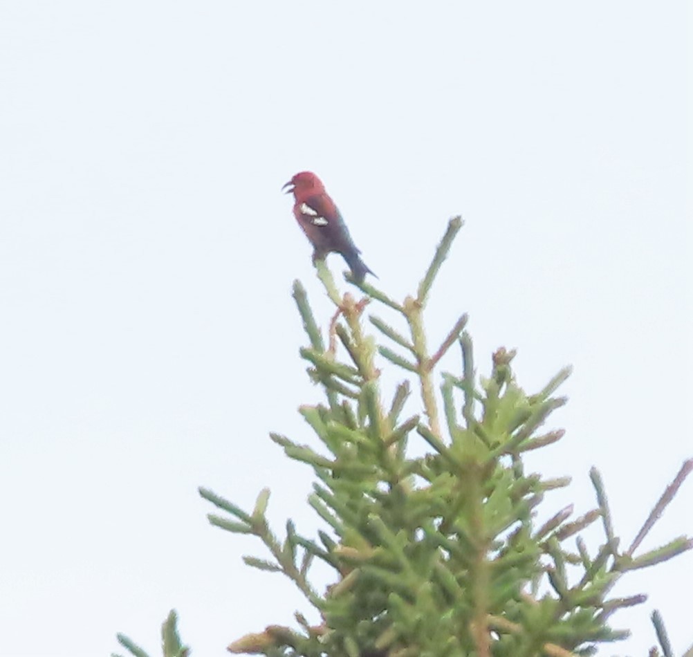 White-winged Crossbill - ML606473091