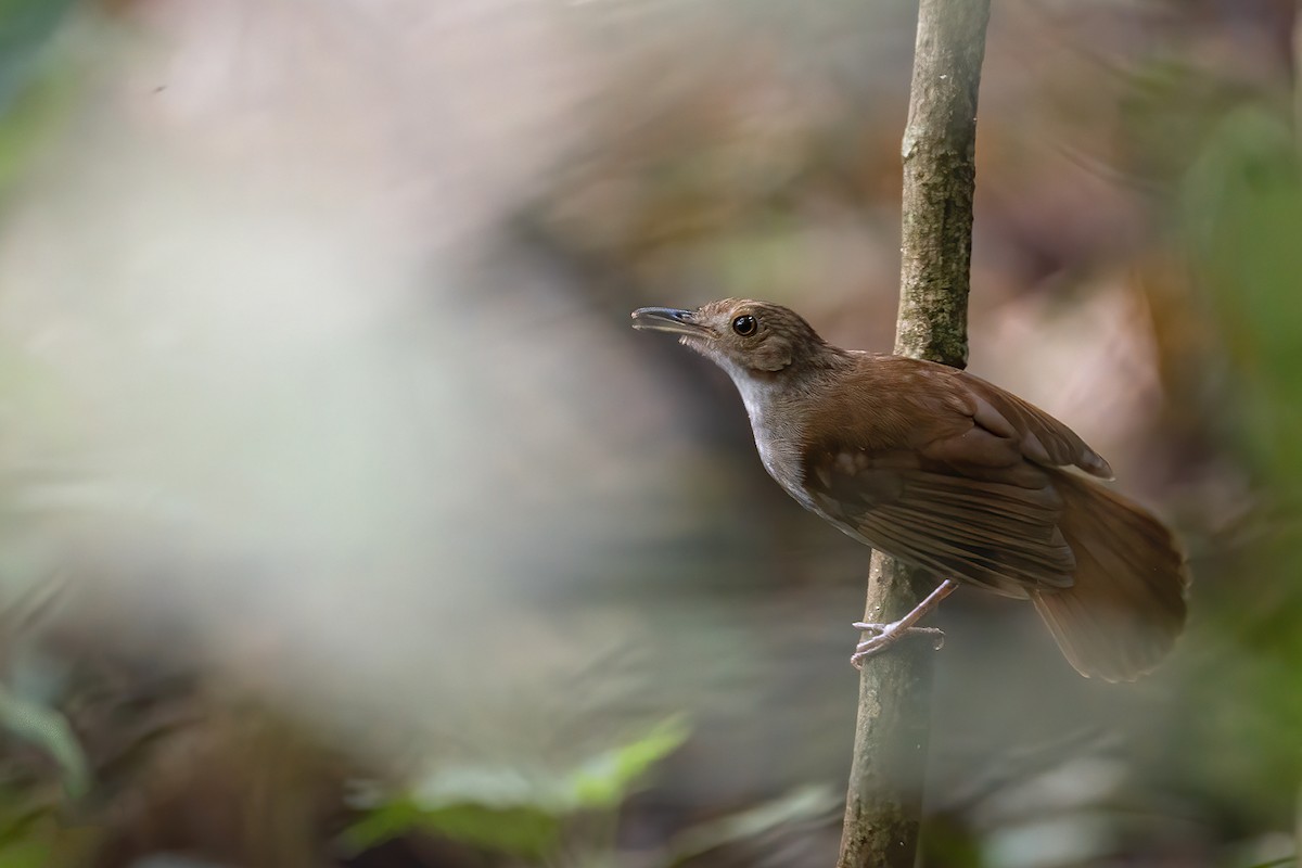 Sulawesi Babbler - ML606473211