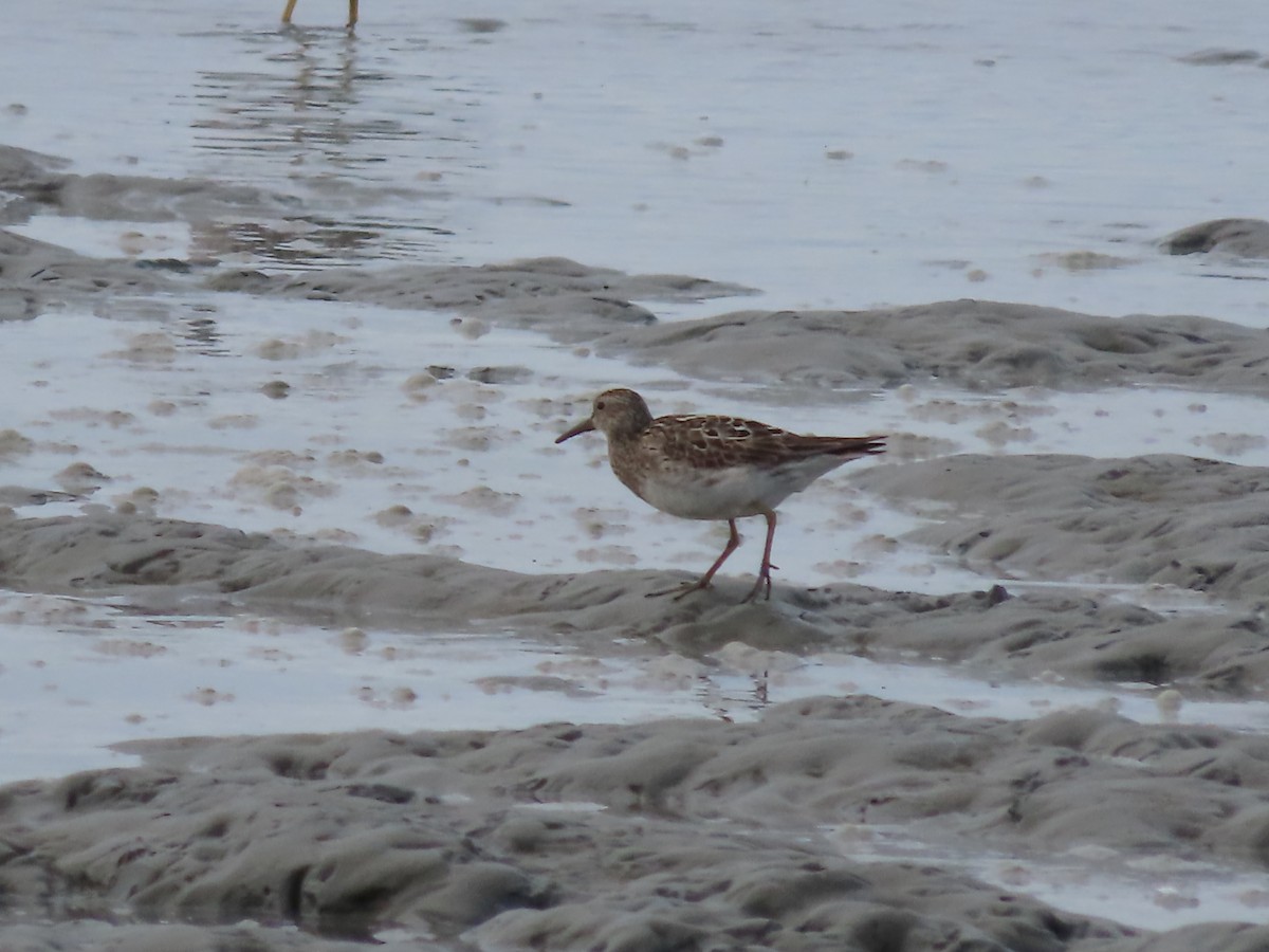 Pectoral Sandpiper - Laura Burke