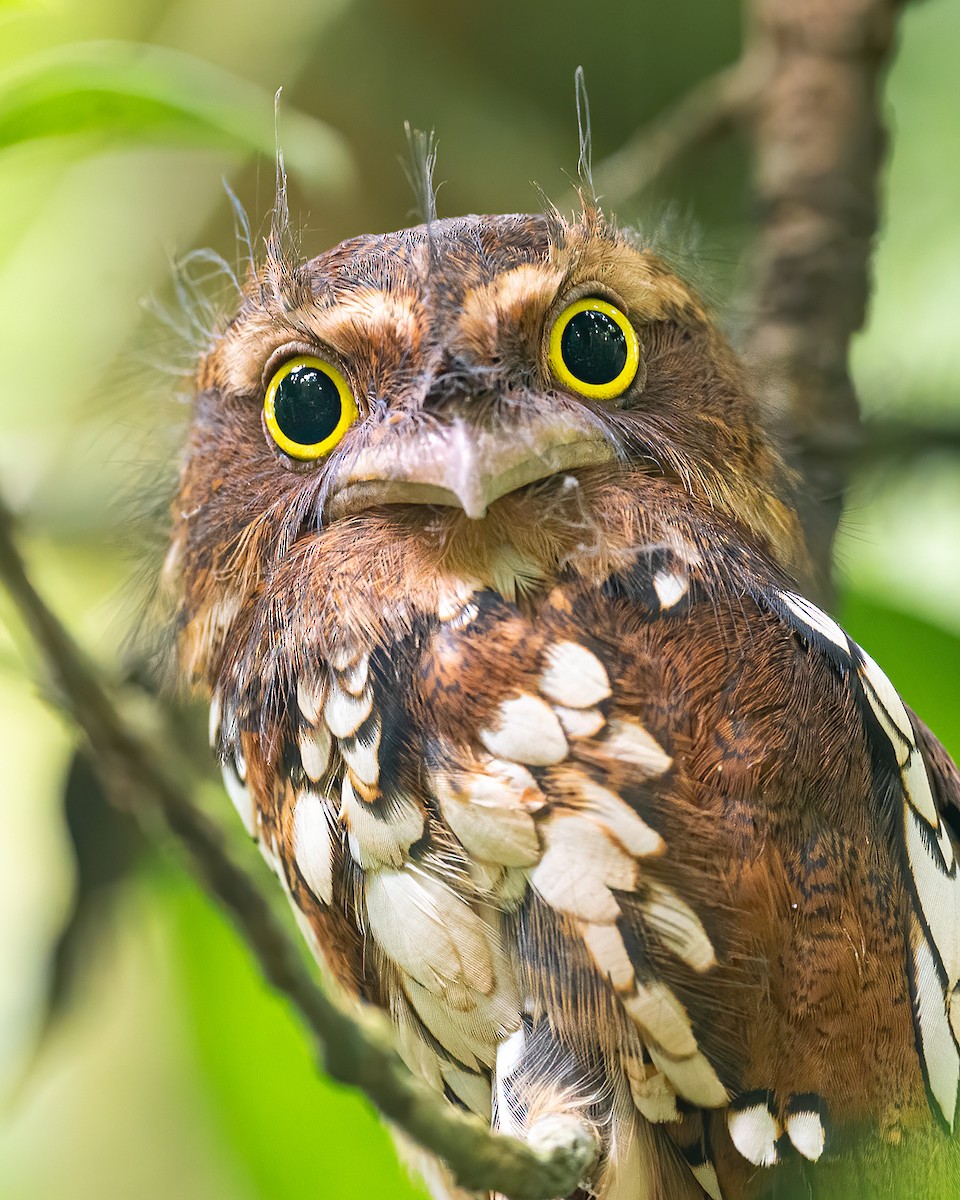 Sumatran Frogmouth - Boas Emmanuel