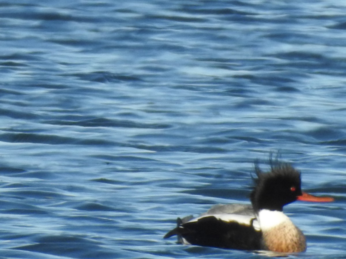 Red-breasted Merganser - ML60647341