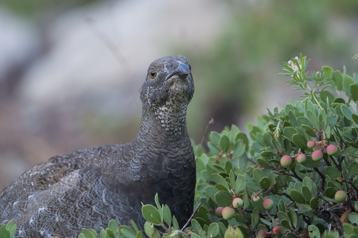 Sooty Grouse - ML606474091