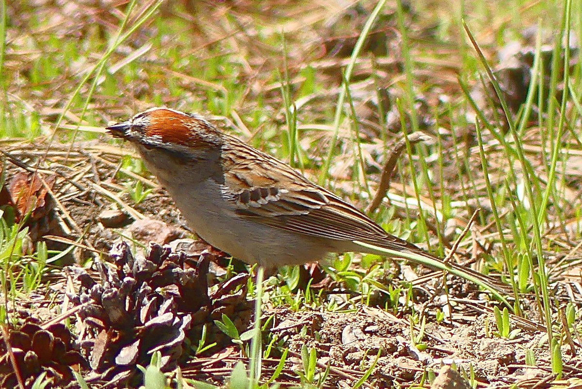 Chipping Sparrow - David Zittin