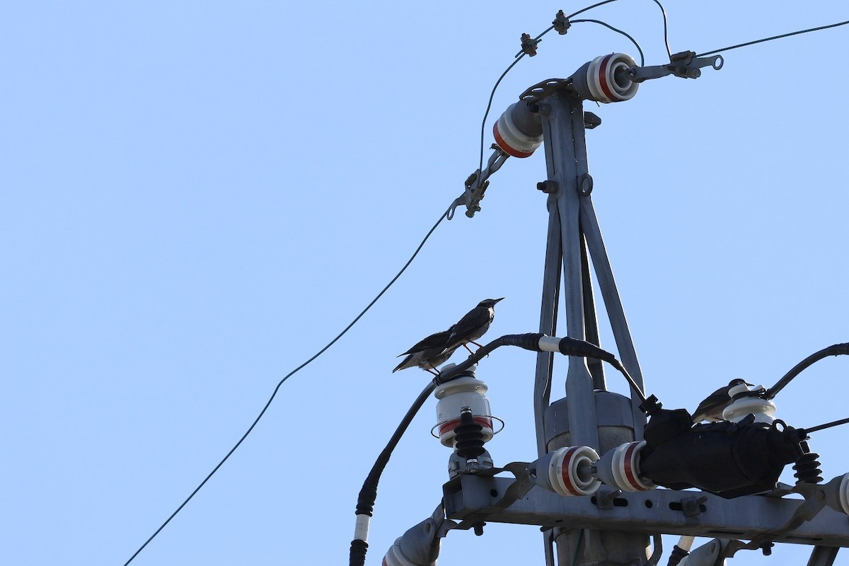 White-cheeked Starling - ML606474711