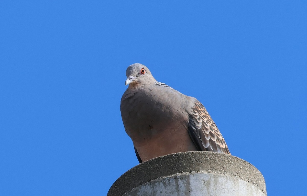 Oriental Turtle-Dove - ML606474991