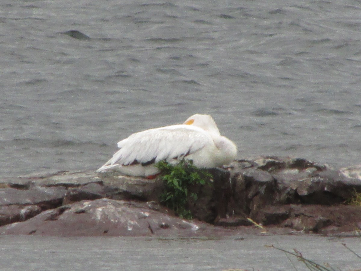 American White Pelican - ML60647521