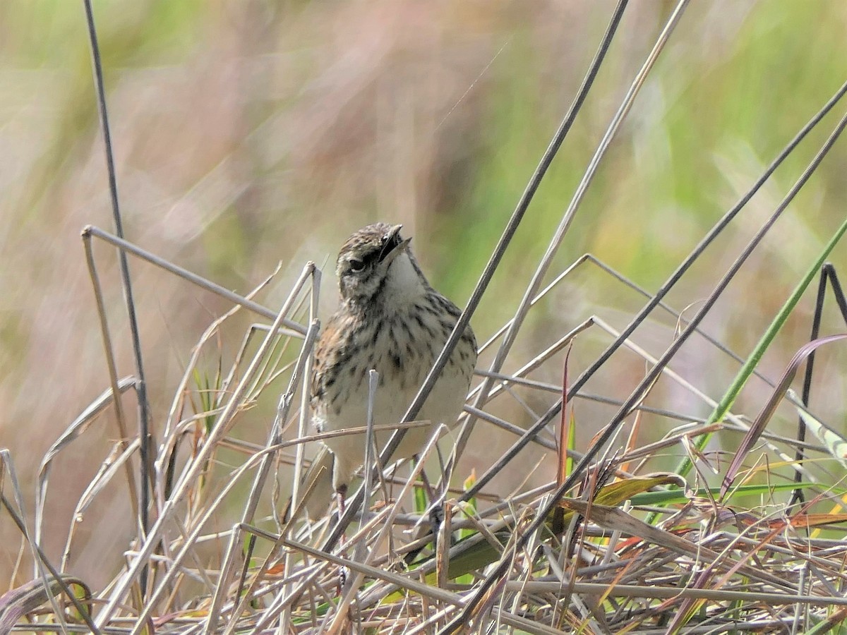 New Zealand Pipit - Jim Kirker