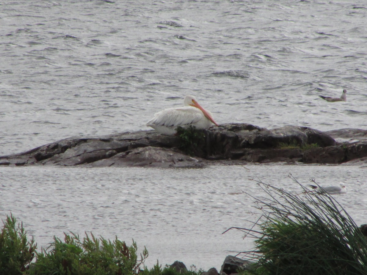 American White Pelican - ML60647531