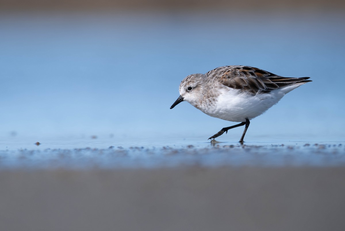 Rotkehl-Strandläufer - ML606475691