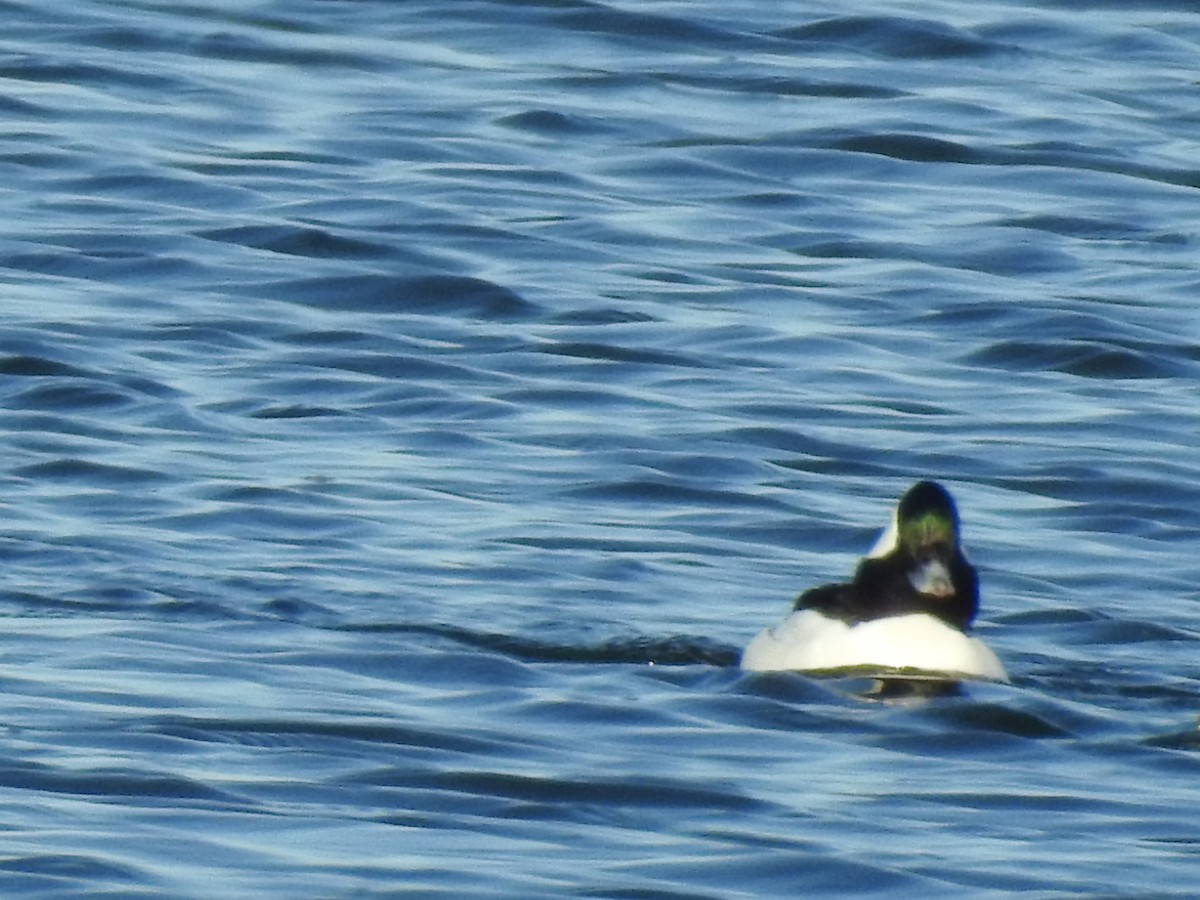 Bufflehead - ML60647571