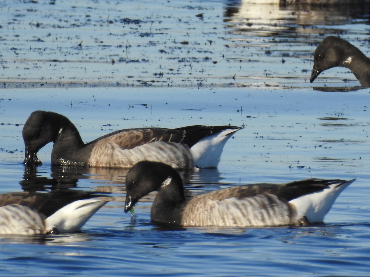 Brant - ML60647581