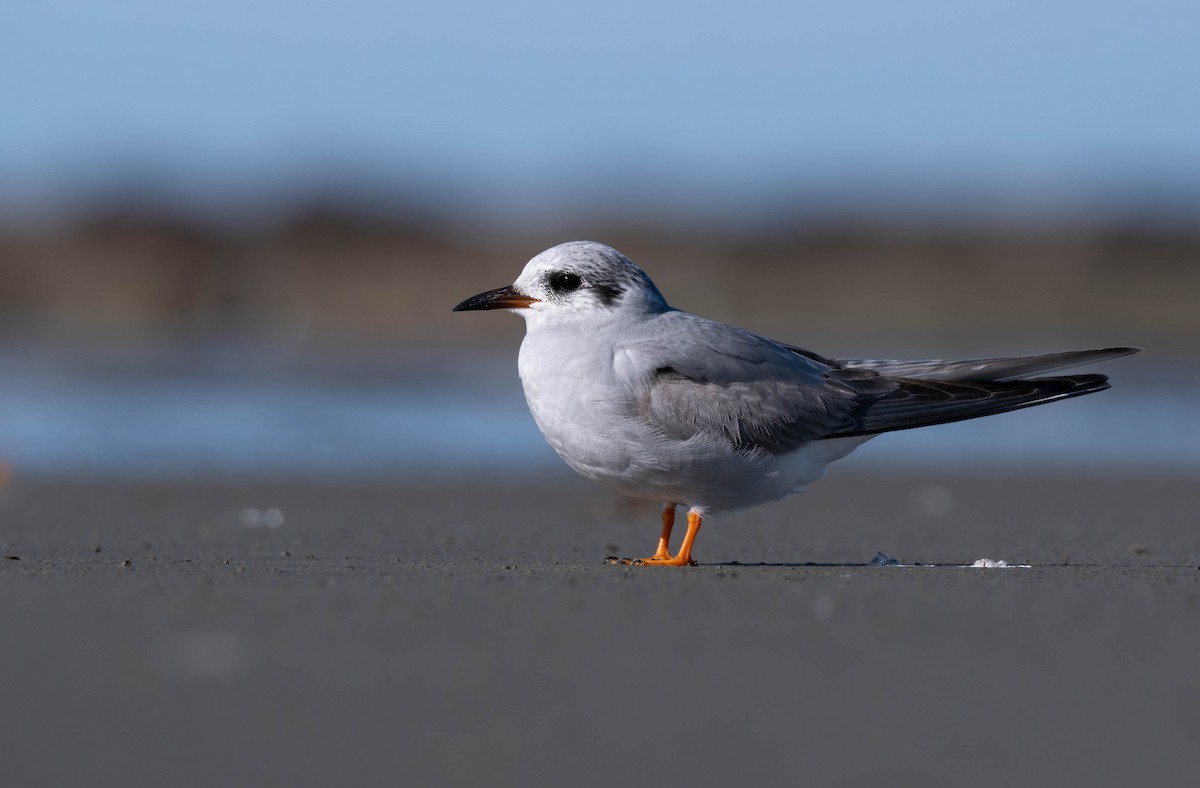 Black-fronted Tern - Ben Ackerley