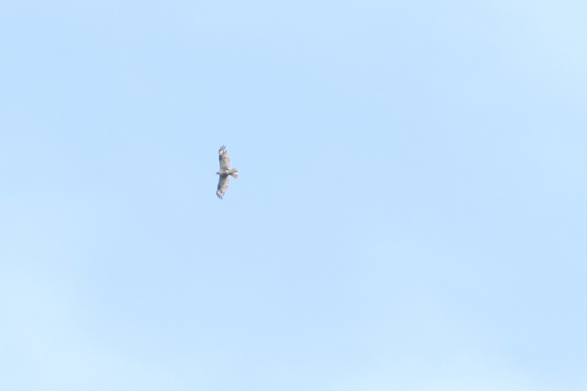 Buteo sp. - Tsai Yi-Hua