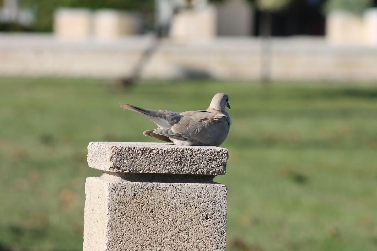 African Collared-Dove - ML606476741