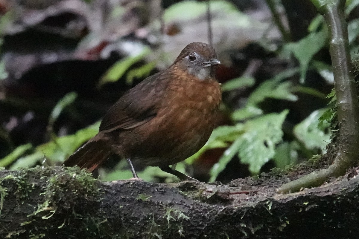 Rusty-breasted Wren-Babbler - ML606477181